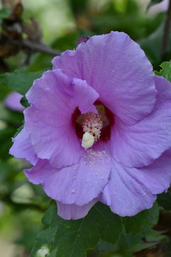 close-up, petals, pistil, pollen, purple, plant, flower, leaf, pink, nature