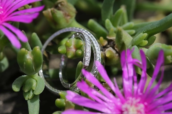 gold, platinum, rings, wedding ring, nature, flora, flower, cactus, garden, leaf