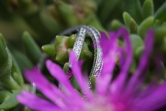 cactus, flower, gold, macro, rings, wedding ring, flora, blossom, plant, nature