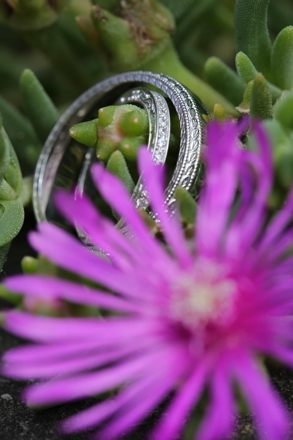 cactus, details, flower, green leaves, macro, object, photography, wedding, wedding ring, herb