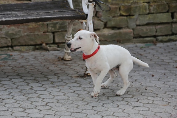 adorable, bench, collar, dog, pavement, white, leash, pet, retriever, puppy