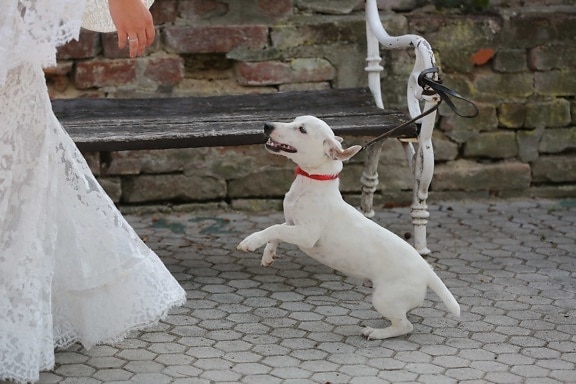 bride, dog, happiness, jump, wedding dress, pet, leash, canine, cute, portrait