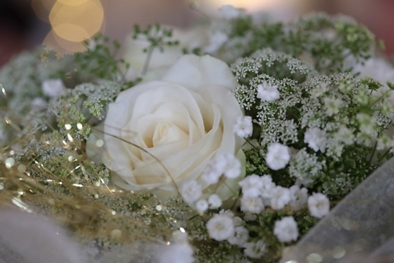 close-up, golden glow, rose, veil, wedding, wedding bouquet, white flower, bouquet, love, marriage