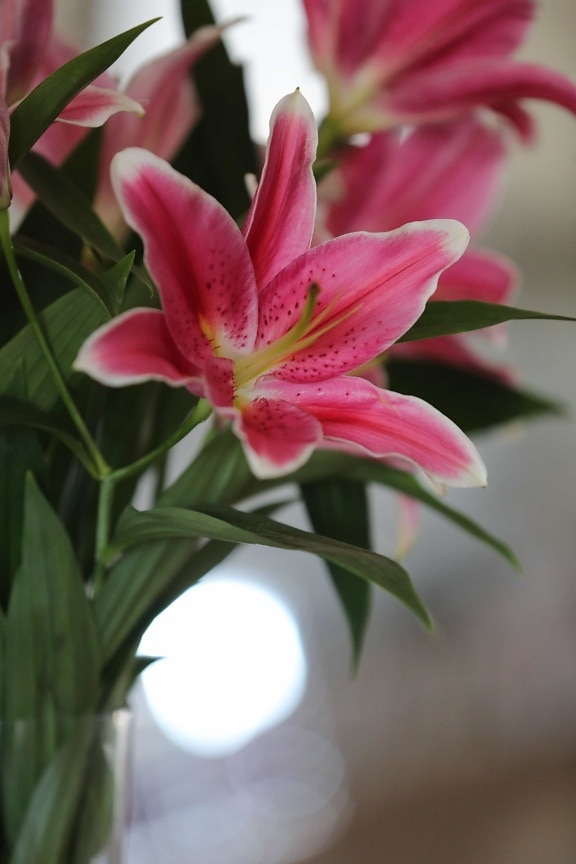 close-up, lily, pinkish, pistil, vase, petal, nature, flowers, flora, plant