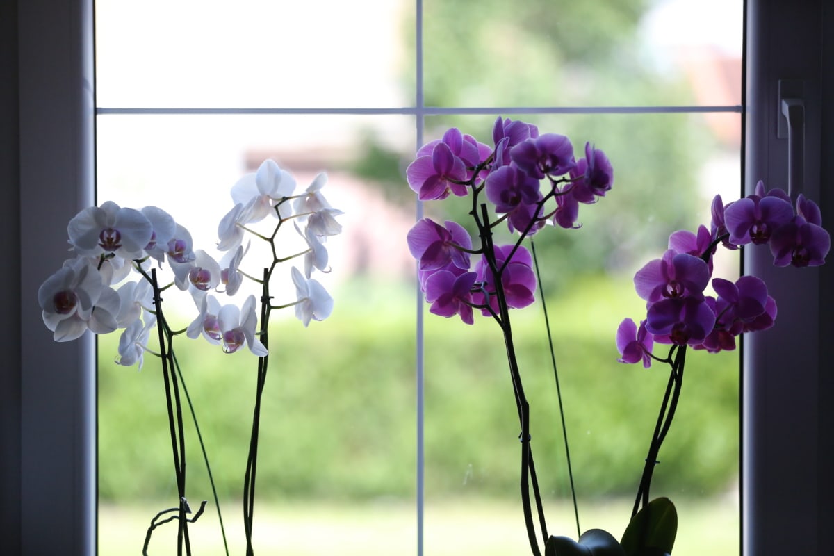 wewnątrz, orchidea, fioletowy, cień, biały kwiat, okno, flora, kwiat, zioło, roślina