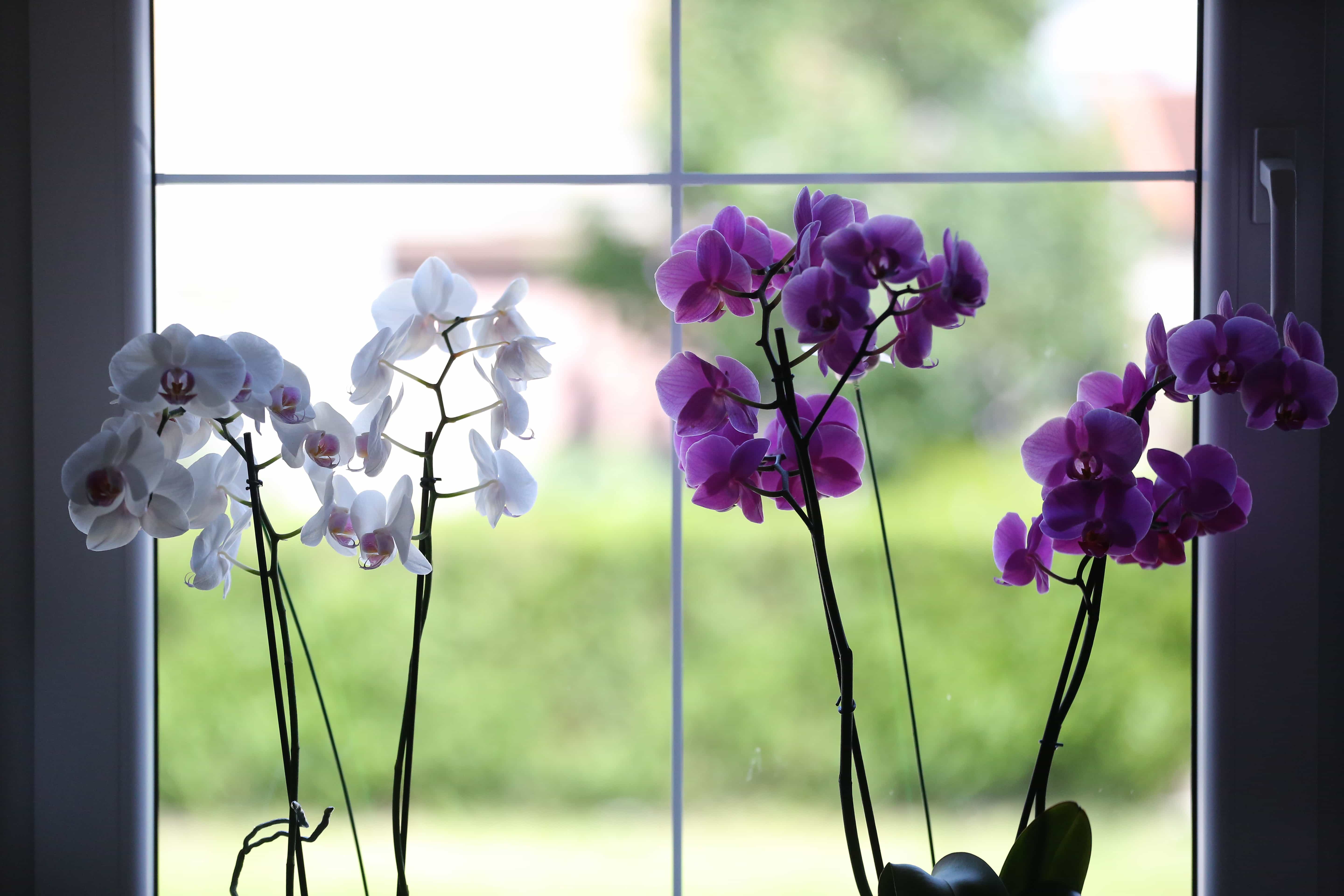 Imagen gratis: interior, Orquídea, púrpura, sombra, flor blanca, ventana,  flora, flor, hierba, planta