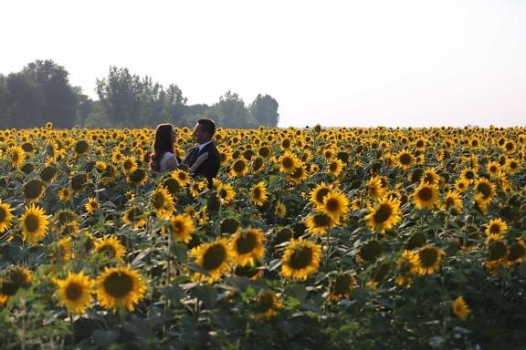agriculture, bride, field, groom, love, people, summer season, sunflower, plant, yellow