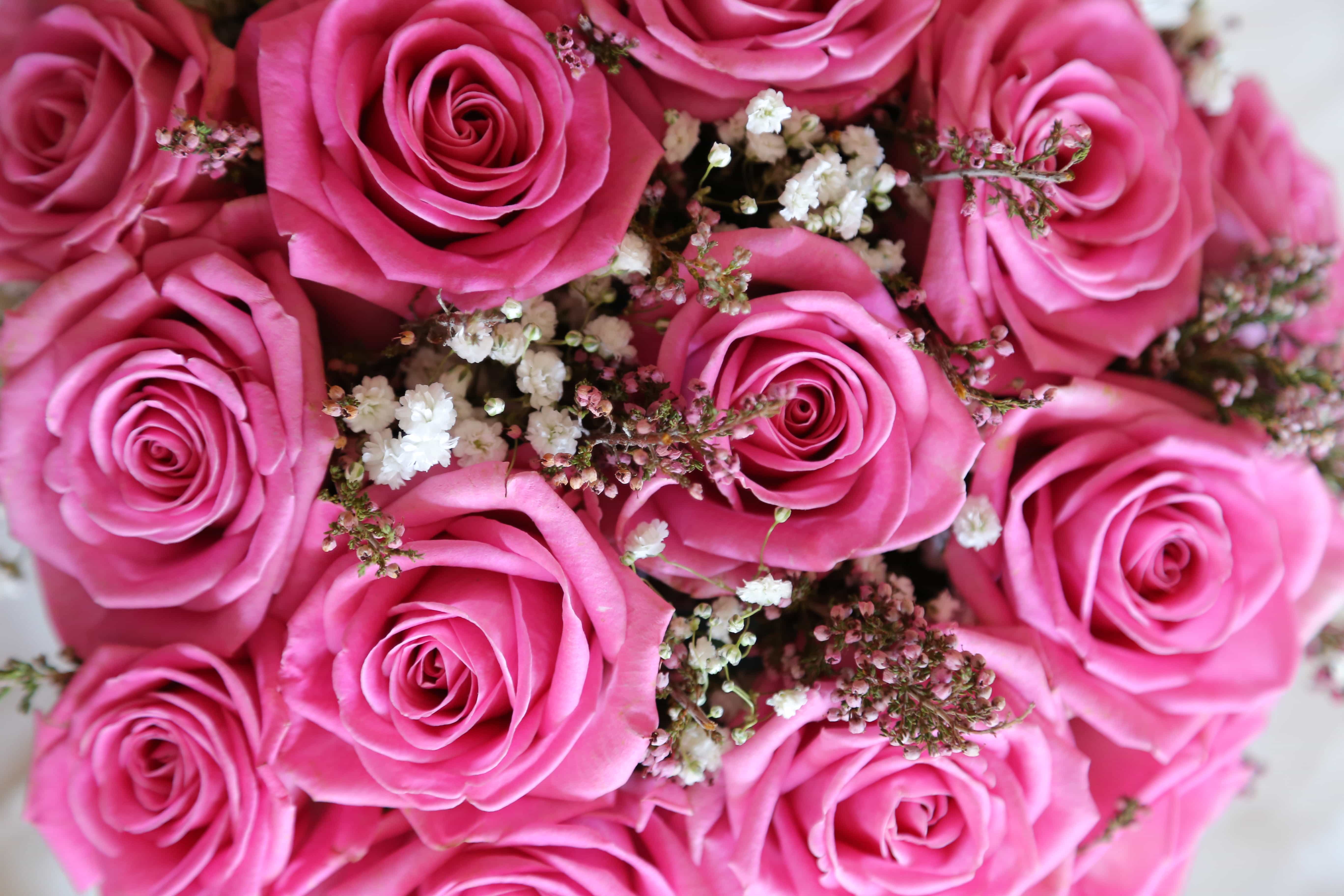 Free Picture Pink Roses Wedding Bouquet Yarrow Petal Bouquet Flower Romance Marriage Wedding