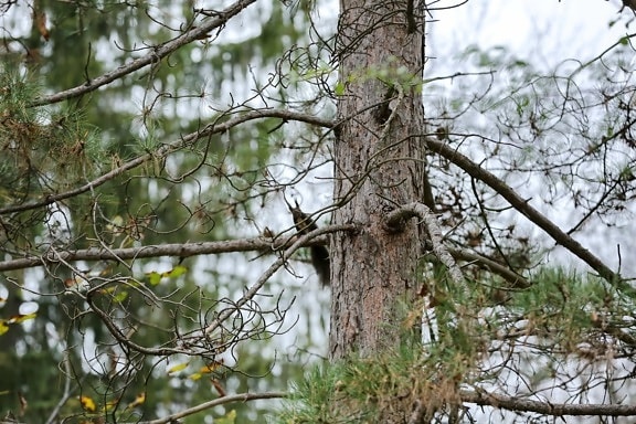 branches, conifers, forest, natural habitat, squirrel, wildlife, wood, tree, nature, branch
