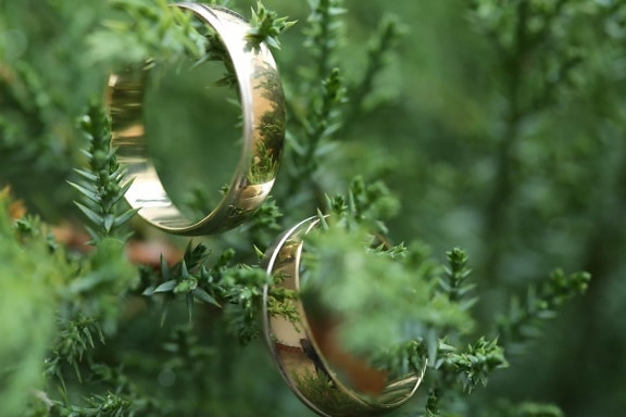 branches, conifères, Evergreen, Or, fait main, anneaux, brillante, bague de mariage, nature, brouiller