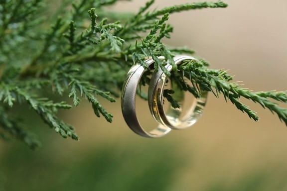 gold, wedding ring, branches, handmade, hanging, luxury, platinum, tree, evergreen, herb