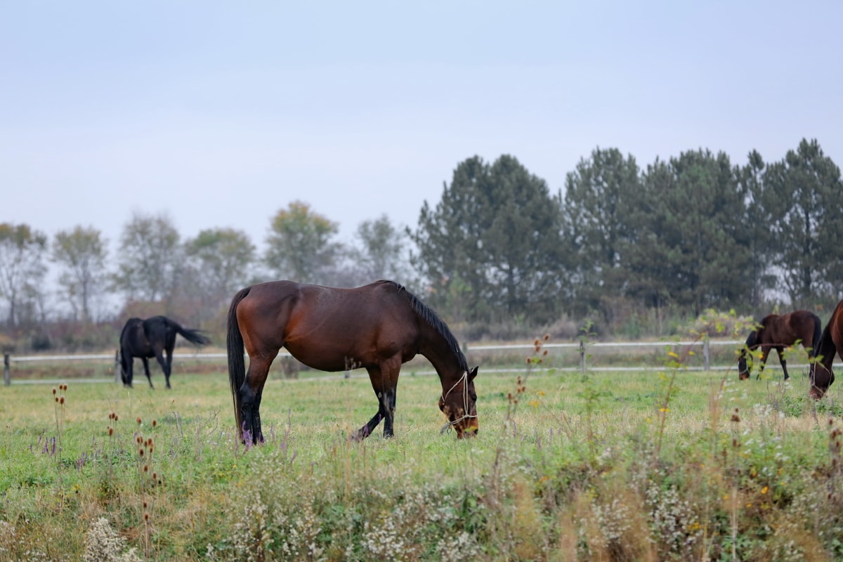 grass, grazing, horses, livestock, wildlife, farm, field, horse, animal, mare