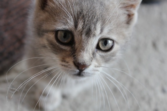 innenlands cat, grå, værhår, søt, nært hold, øyne, nese, øyevipper, kattunge, nysgjerrig