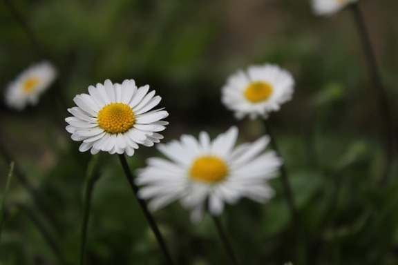 weiße Blume, Gänseblümchen, aus nächster Nähe, Wiese, Gänseblümchen, Frühling, Graspflanzen, Wiese, Kraut, Anlage