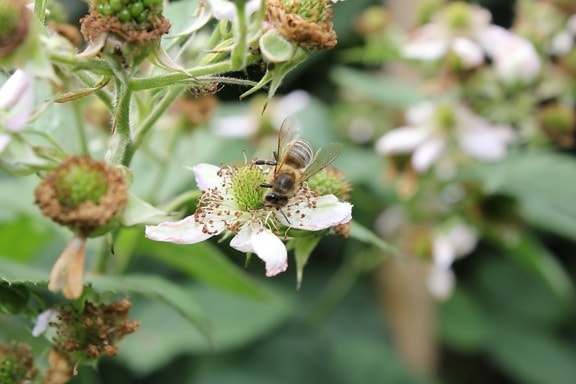 včela, hmyz, opylování, včely medonosné, jaro, závod, květiny, bylina, zahrada, květ