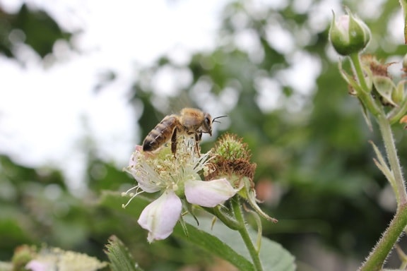 zbor, polenizare, albine, polenizator, flori, trandafiri, flori de gradina, artropode, plante, insectă