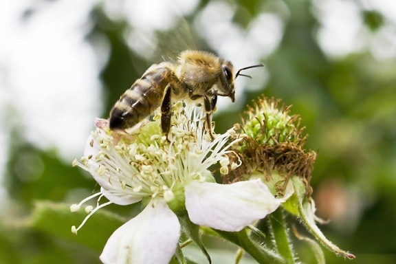 flyvende, honningbien, bestøvning, vinger, helt tæt, blomst, insekt, plante, plante, foråret