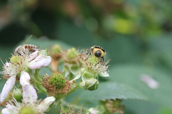 beetle, insect, honeybee, pollinating, invertebrate, flower, nature, bee, arthropod, plant