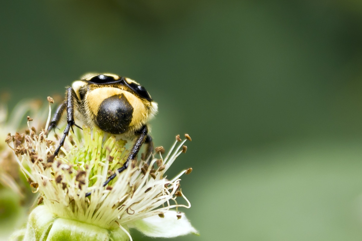 bille, nært hold, insekt, støvbærere, gulaktig brun, pollen, nektar, virvelløse dyr, natur, marihøne
