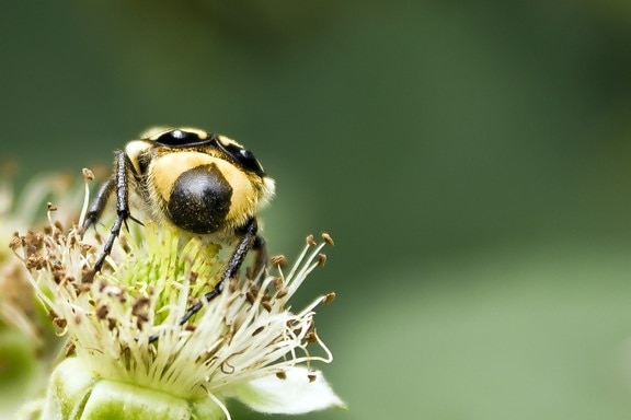 kumbang, merapatkan, serangga, putik, coklat kekuningan, serbuk sari, nektar, avertebrata, alam, kepik