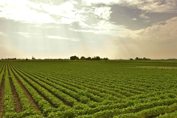 soybean, field, agriculture, grass, farm, soy, landscape, rural, soil, nature