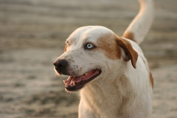 hunting dog, cheerful, head, happy, beach, dog, animal, canine, retriever, pet
