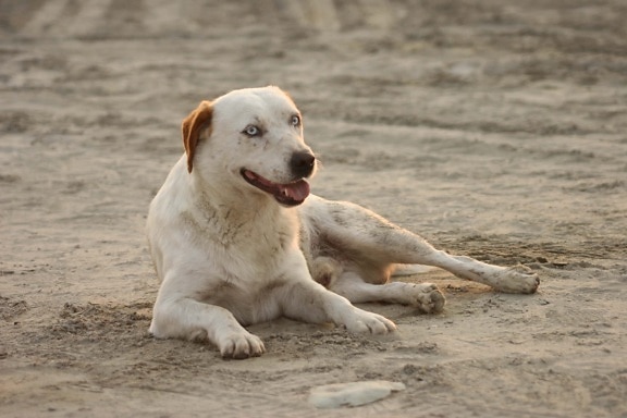 sand, relaxation, beach, dog, animal, hunting dog, pet, retriever, cute, canine