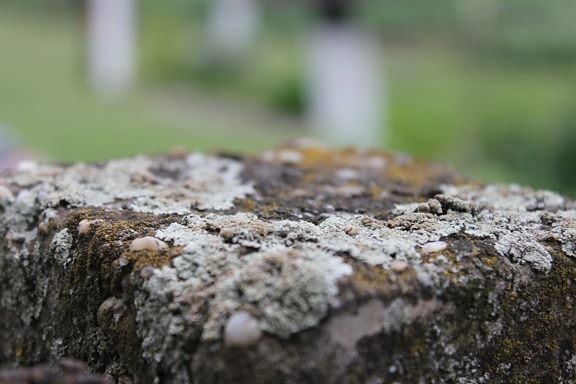 lichen, blur, close-up, macro, stones, detail, moss, stone, dry, dry season
