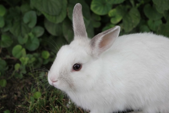 white, bunny, pet, rodent, rabbit, animal, cute, furry, fur, domestic