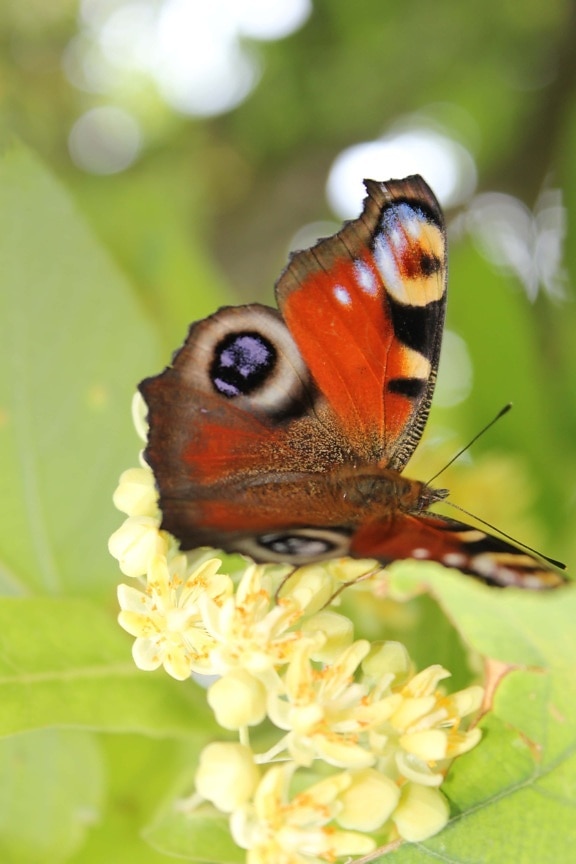 kupu-kupu bunga, kupu-kupu, warna-warni, sayap, bunga, musim panas, alam, Taman, tanaman, serangga