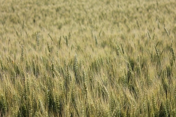 Пшеничное поле, летнее время, поле, сельское хозяйство, рожь, урожай, Пшеница, лето, зерно, сельских районах