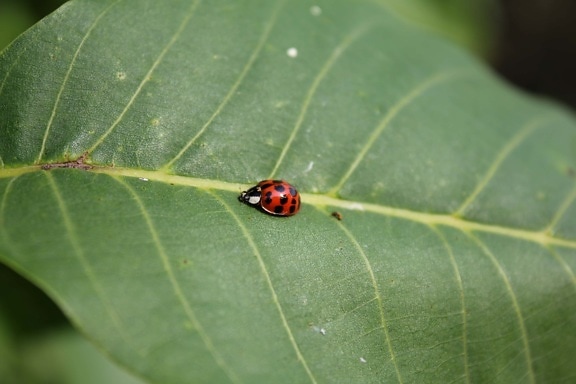 Mariquita, Escarabajo de la, vista lateral, hojas verdes, insectos, artropodi, Jardín, planta, hoja, bicho