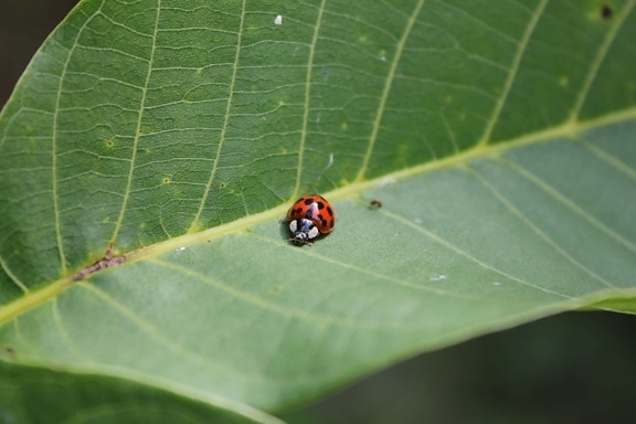 ladybug, beetle, green leaf, insect, plant, nature, garden, flora, bug, arthropod
