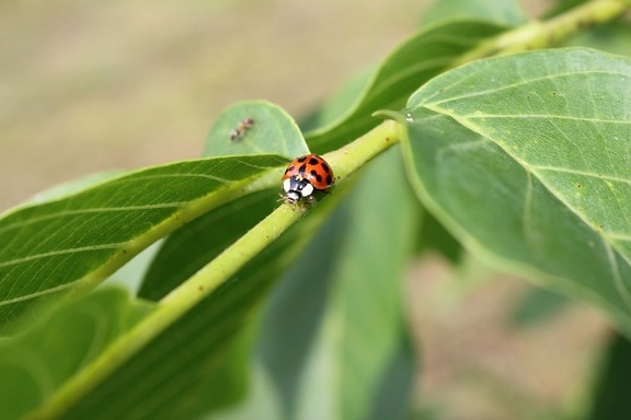 Mariquita, hojas verdes, ramas, insectos, Escarabajo de la, resorte, hoja, césped, planta, artropodi