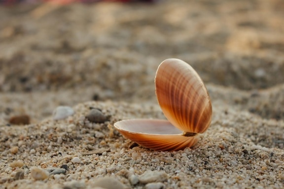 mollusk, sand, pebbles, shell, invertebrate, gastropod, nature, beach, seashell, seashore