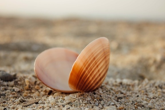 shell, seashell, sand, mollusk, ground, summer, beach, nature, animal, seashore