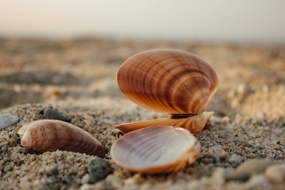 shell, close-up, beach, seashell, pebbles, sand, ground, invertebrate, animal, brown