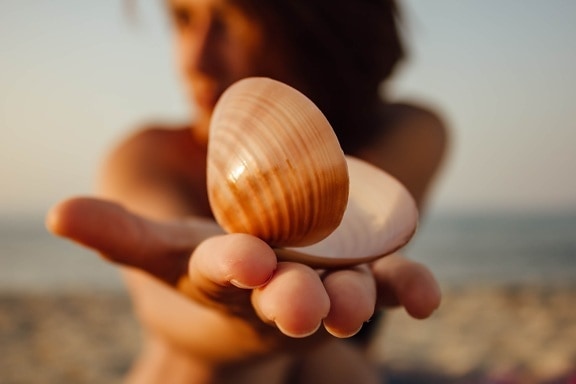 seashell, gorgeous, pretty girl, holding, sunshine, beach, woman, mollusk, conch, sand