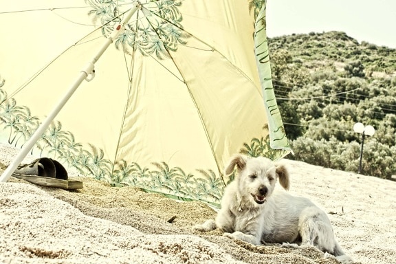 dog, parasol, summer, sand, beach, canine, pet, nature, outdoors, grass