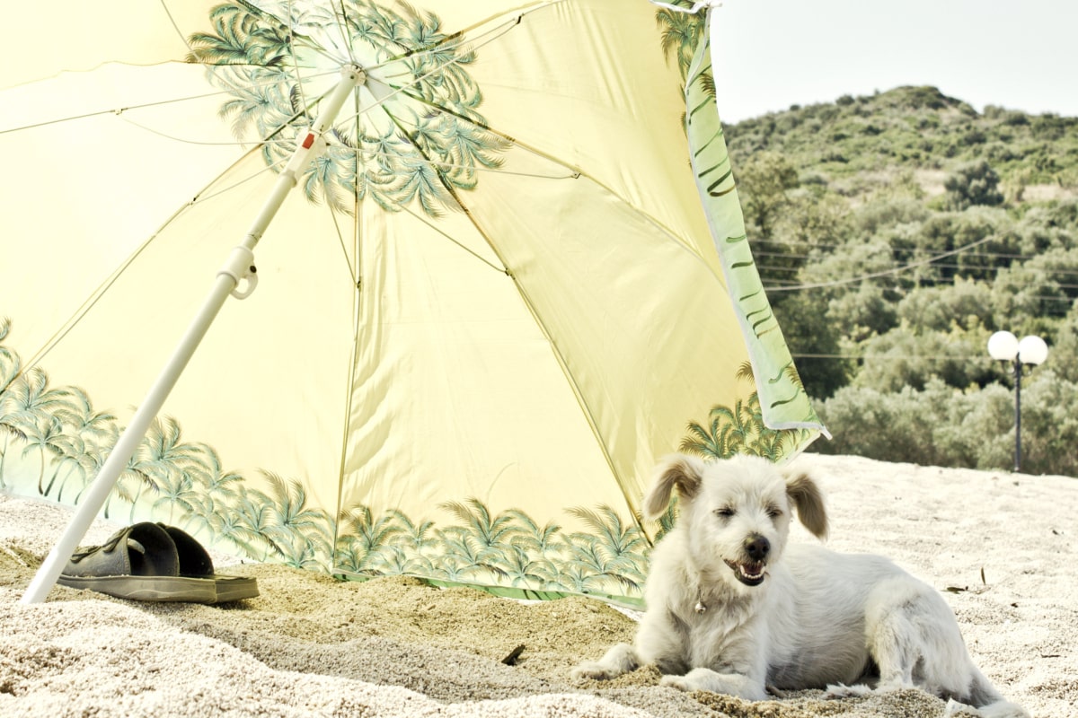 フリー写真画像 子犬 犬 夏 ホット 楽しさ ビーチ 日傘 ペット かわいい 動物