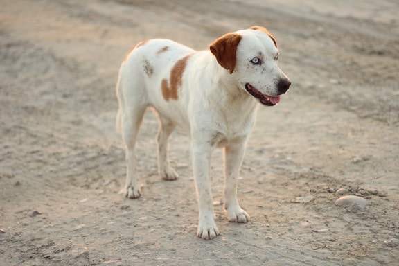 white, light brown, pet, dog, pedigree, sunny, road, hunting dog, animal, canine