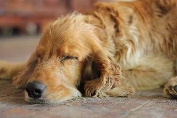 コッカー ・ スパニエル, スリープ, 夢, 眠っています。, 犬, 毛皮, ペット, 子犬, 犬, かわいい