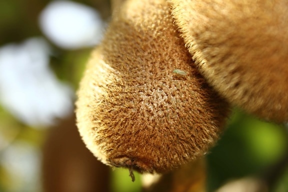 kiwi, close-up, orchard, organic, nature, blur, wood, tree, outdoors, hairy