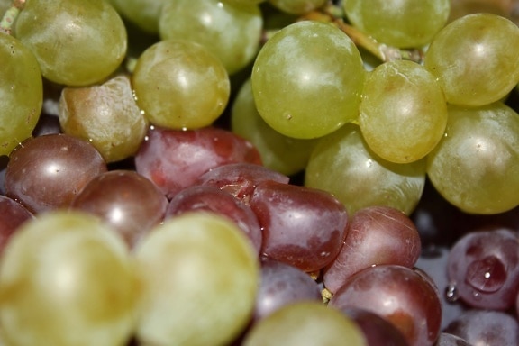 les raisins, fruits, fermer, organique, raisin, alimentaire, vigne, en bonne santé, frais, bouquet