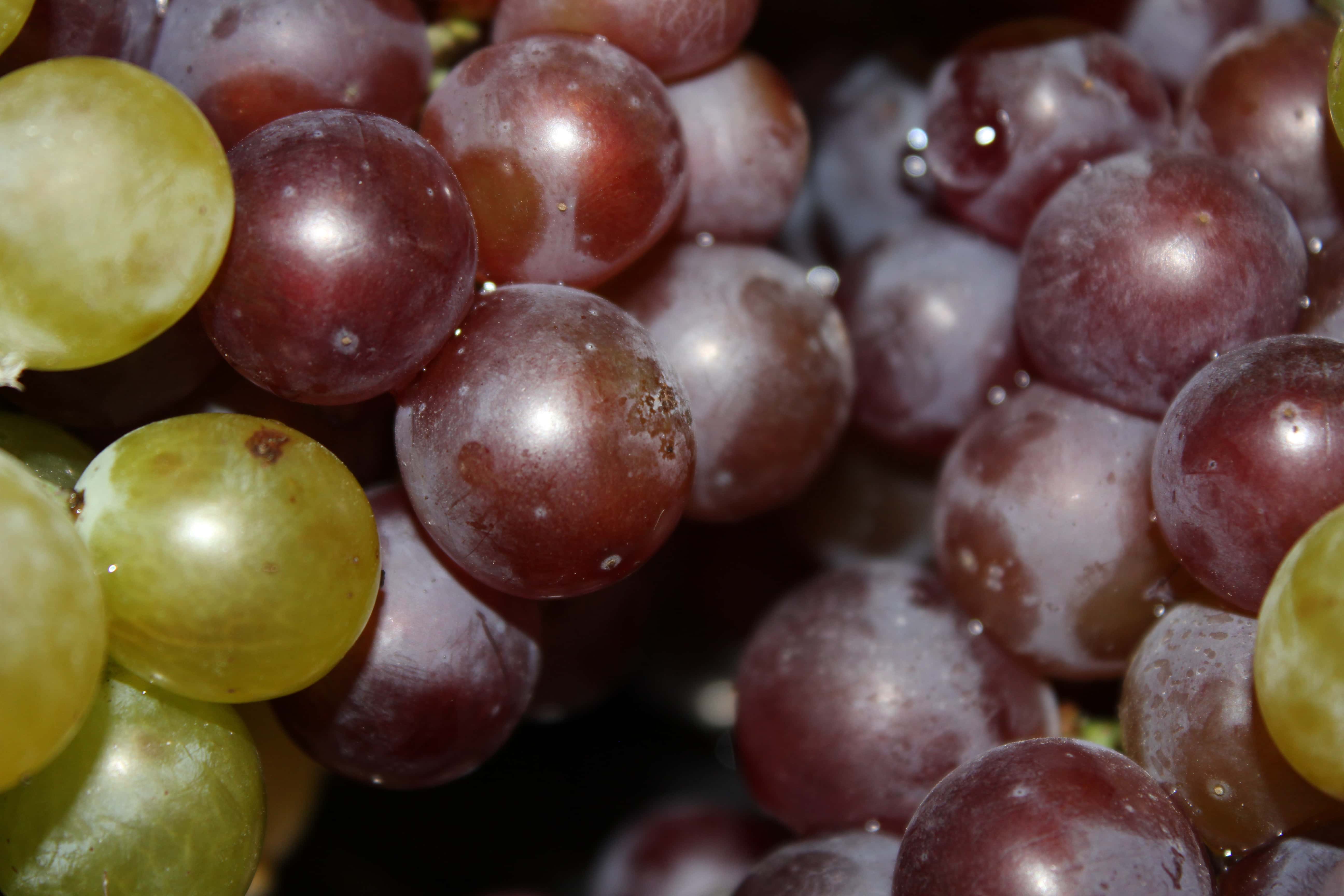 一文了解葡萄的营养价值有哪些 | 说明书网