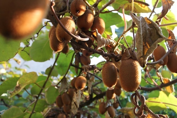 Kiwi, hedelmätarha, tropisk, sitrushedelmien, producere, frugt, træ, hængende, mad, udendørs