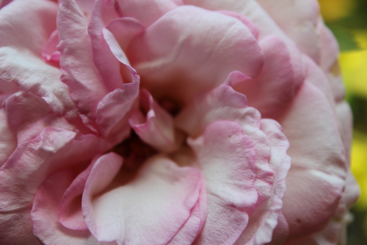 розы, лепестки, розоватый, крупным планом, лепесток, розовый, цветок, роза, завод, цветение