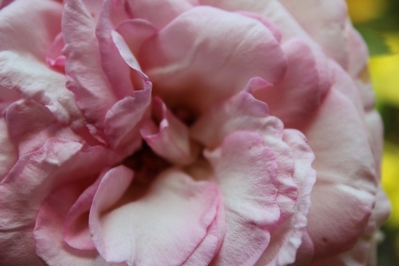 rosas, pétalos de, rosado, contacto directo, Pétalo, rosa, flor, color de rosa, planta, floración
