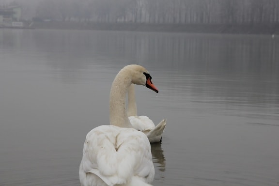 swan, fog, waterdrop, birds, lake, wildlife, beak, bird, aquatic bird, waterfowl