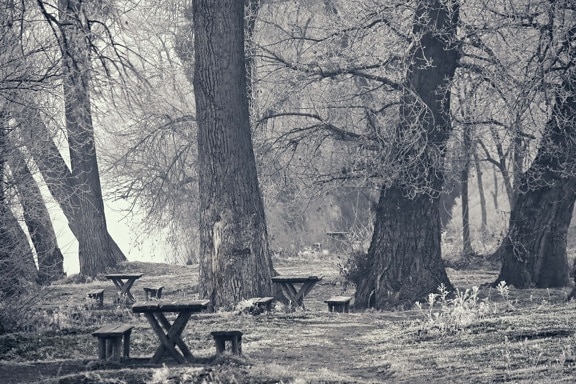 monochrome, winter, frost, cold, forest, sepia, bench, landscape, tree, trees